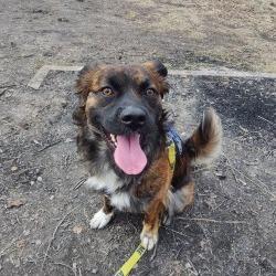 Enlarge Billy, a Adoptable mixed breed in Calgary, AB image 4/6