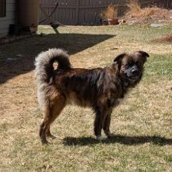 Enlarge Billy, a Adoptable mixed breed in Calgary, AB image 4/6