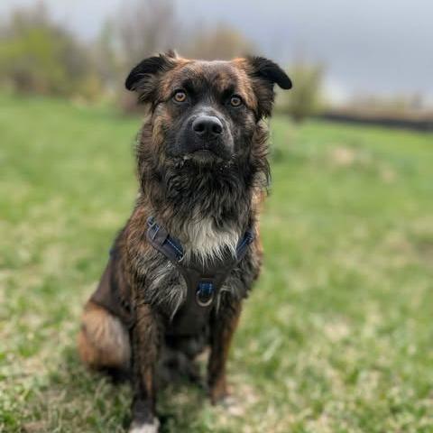 Enlarge Billy, a Adoptable mixed breed in Calgary, AB image 4/6