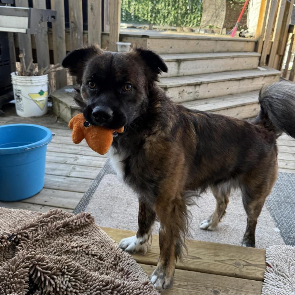 Enlarge Billy, a Adoptable mixed breed in Calgary, AB image 5/6