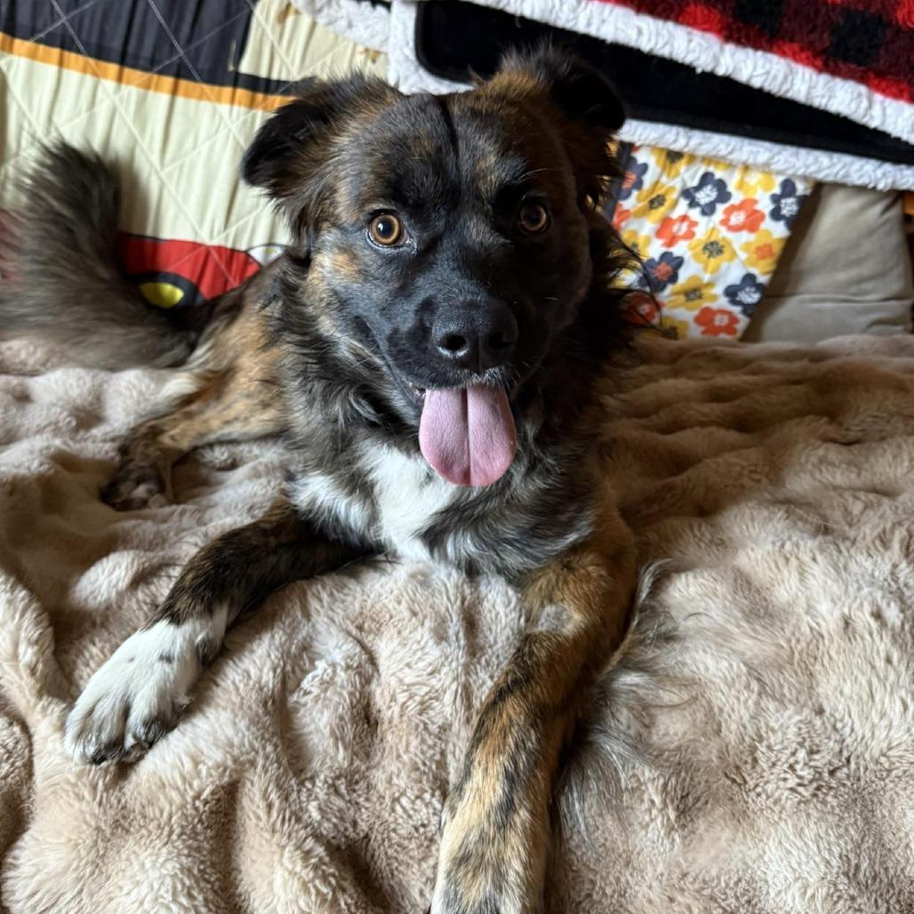 Enlarge Billy, a Adoptable mixed breed in Calgary, AB image 6/6
