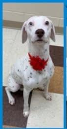 Enlarge Margo-ADOPTION PENDING, an adopted Dalmatian in Moline, IL image 2/6