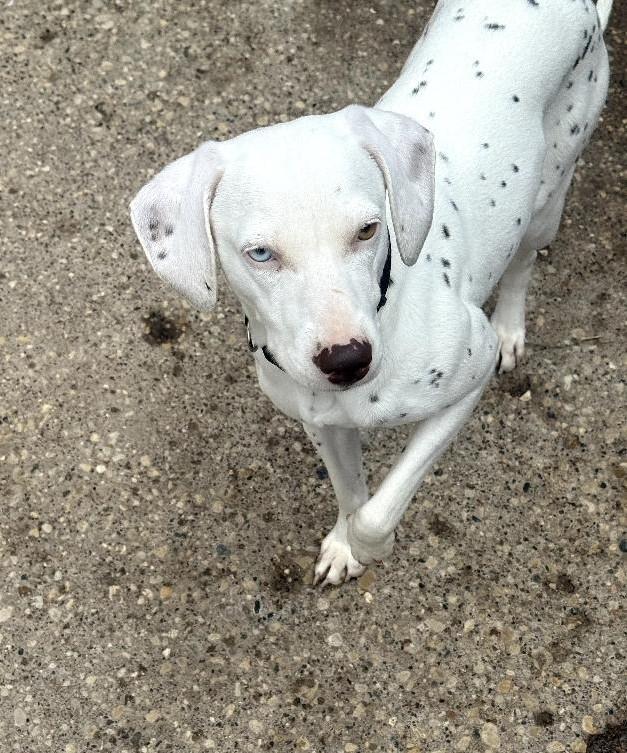 Enlarge Margo-ADOPTION PENDING, an adopted Dalmatian in Moline, IL image 3/6