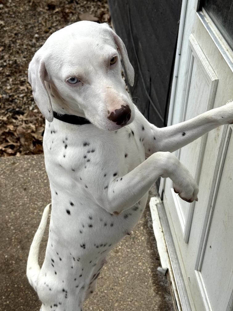 Enlarge Margo-ADOPTION PENDING, an adopted Dalmatian in Moline, IL image 5/6