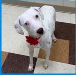 Enlarge Margo-ADOPTION PENDING, an adopted Dalmatian in Moline, IL image 1/6