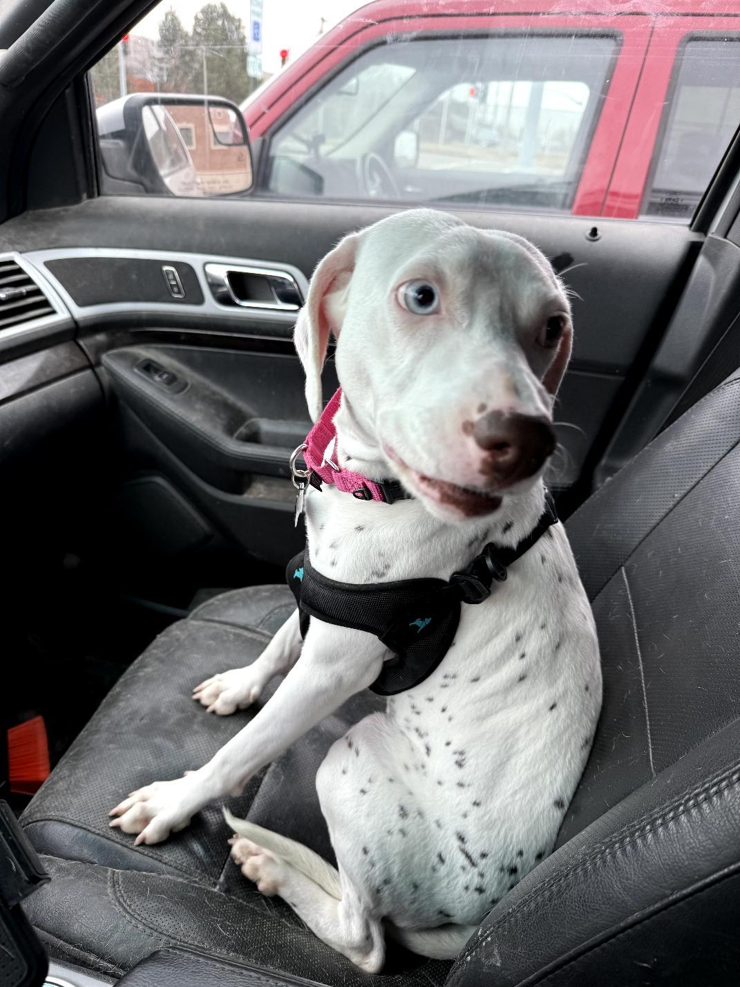 Enlarge Margo-ADOPTION PENDING, an adopted Dalmatian in Moline, IL image 4/6