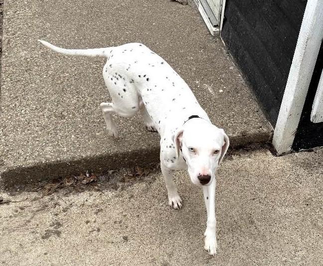 Enlarge Margo-ADOPTION PENDING, an adopted Dalmatian in Moline, IL image 6/6