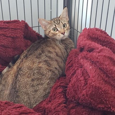 Enlarge Kisses (26-1224), a Adoptable Domestic Short Hair in Fort Smith, AR image 1/1