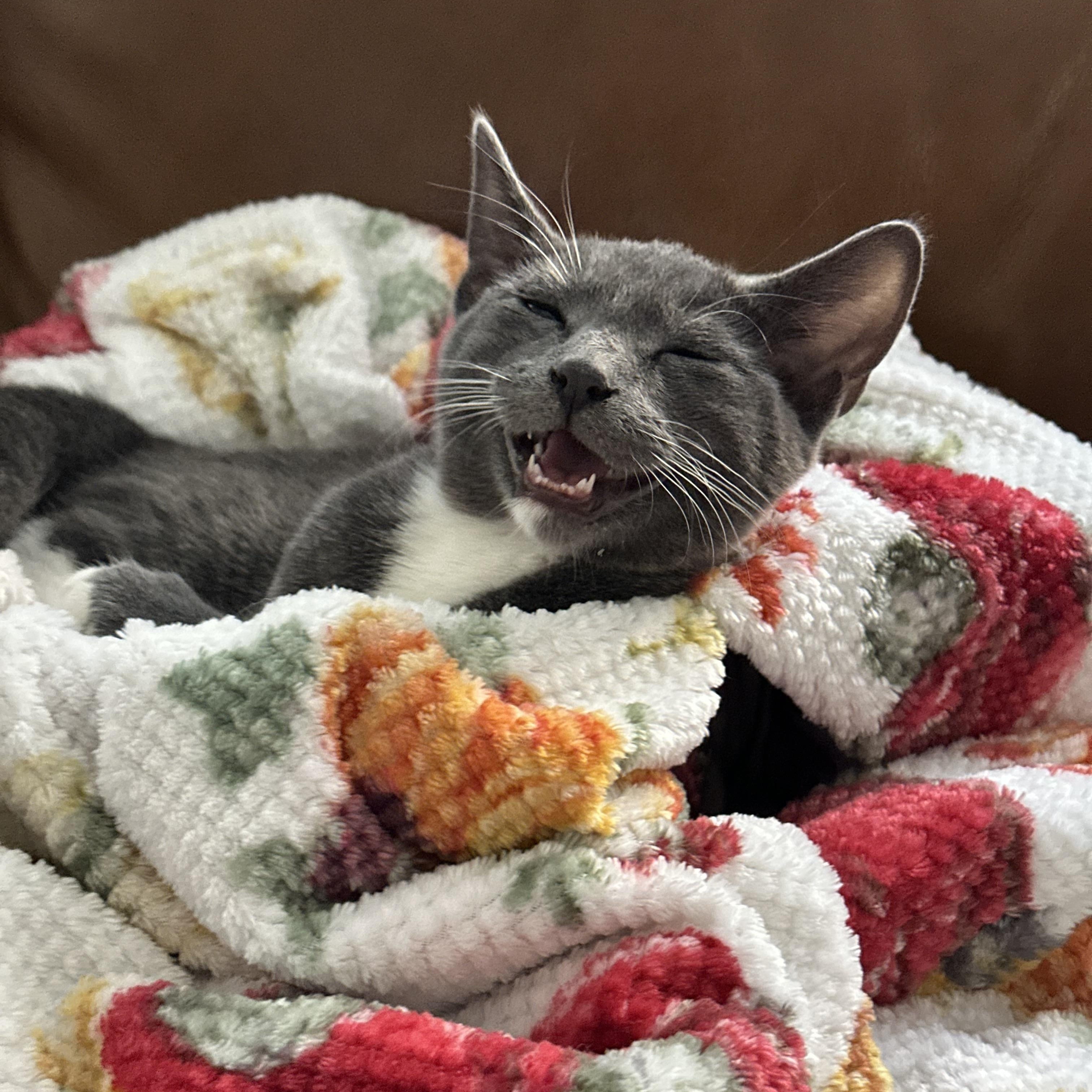 Abu, an adoptable Chartreux, Russian Blue in Poway, CA, 92064 | Photo Image 1