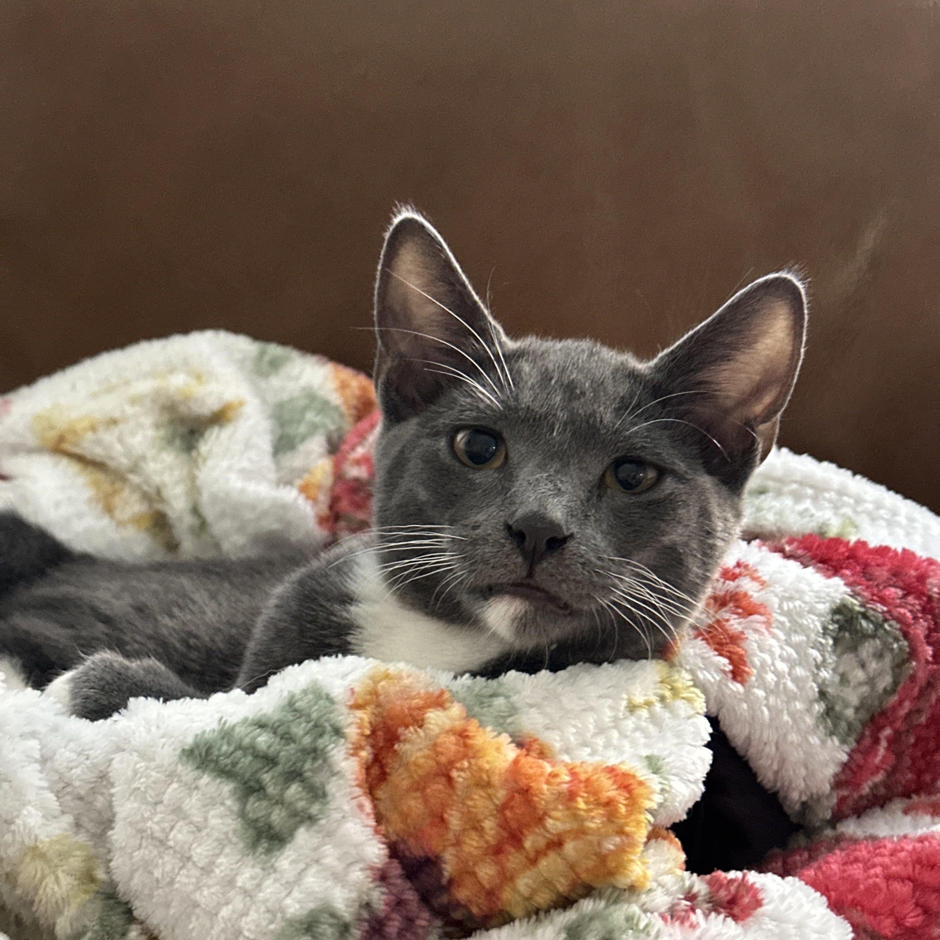 Abu, an adoptable Chartreux, Russian Blue in Poway, CA, 92064 | Photo Image 3