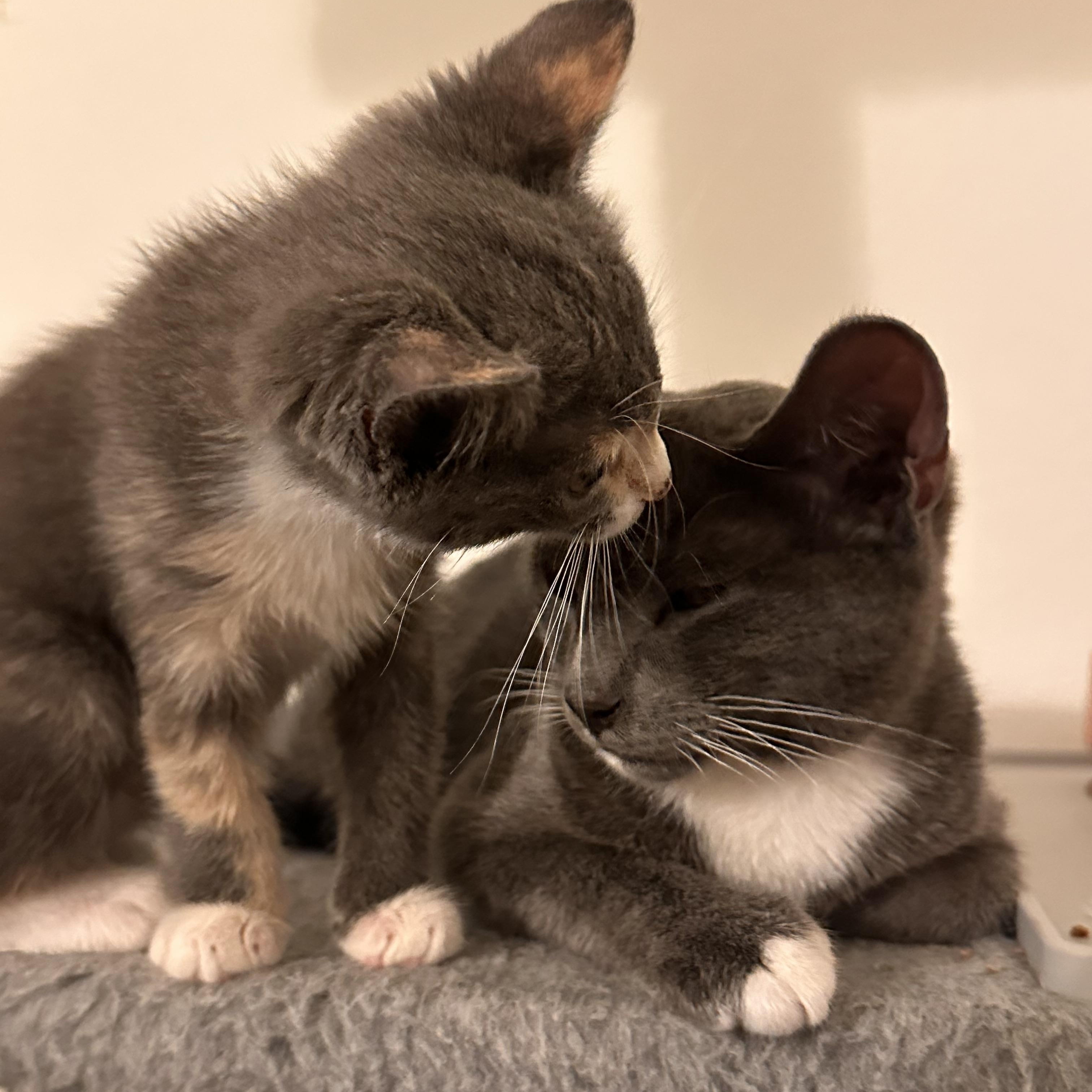 Abu, an adoptable Chartreux, Russian Blue in Poway, CA, 92064 | Photo Image 5