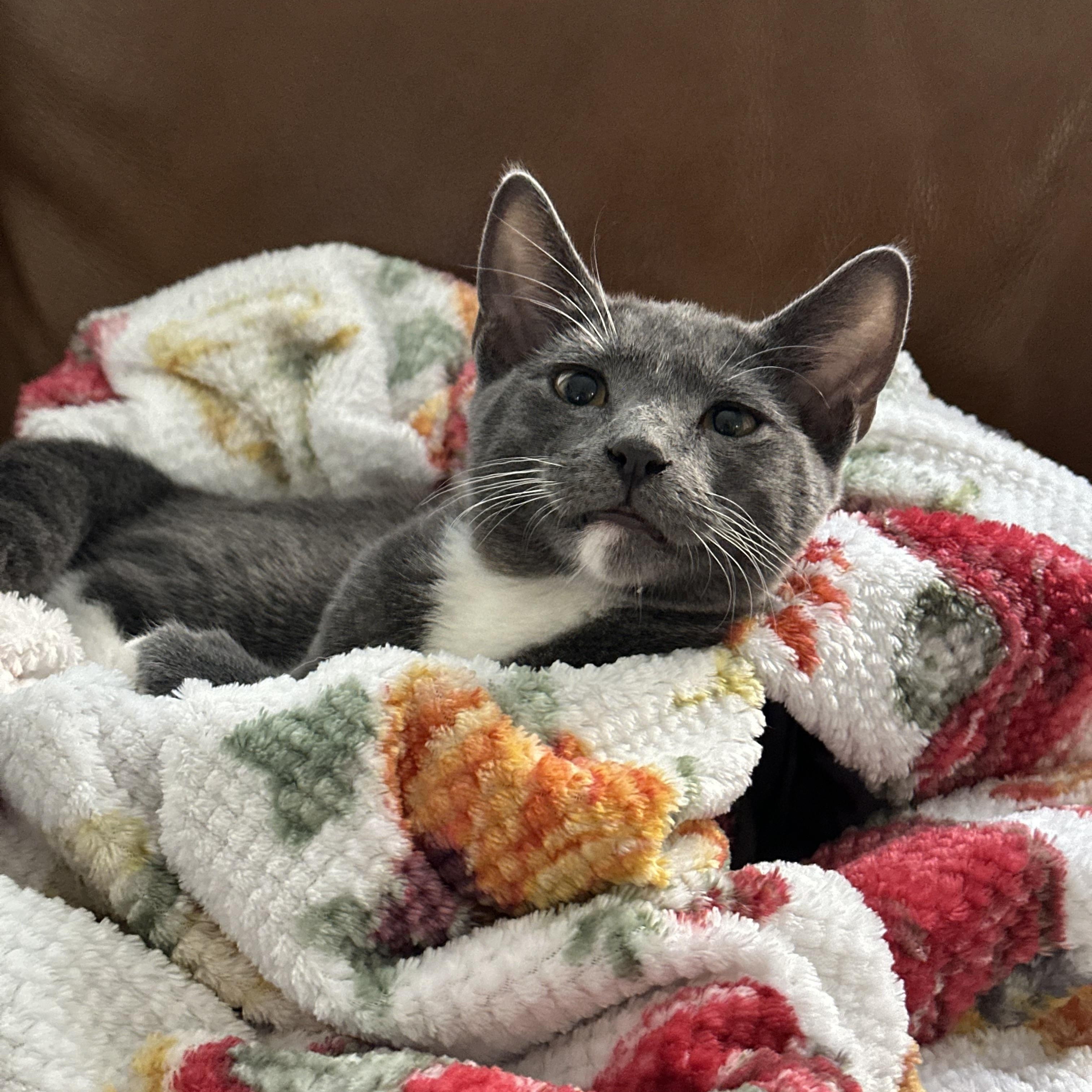 Abu, an adoptable Chartreux, Russian Blue in Poway, CA, 92064 | Photo Image 6