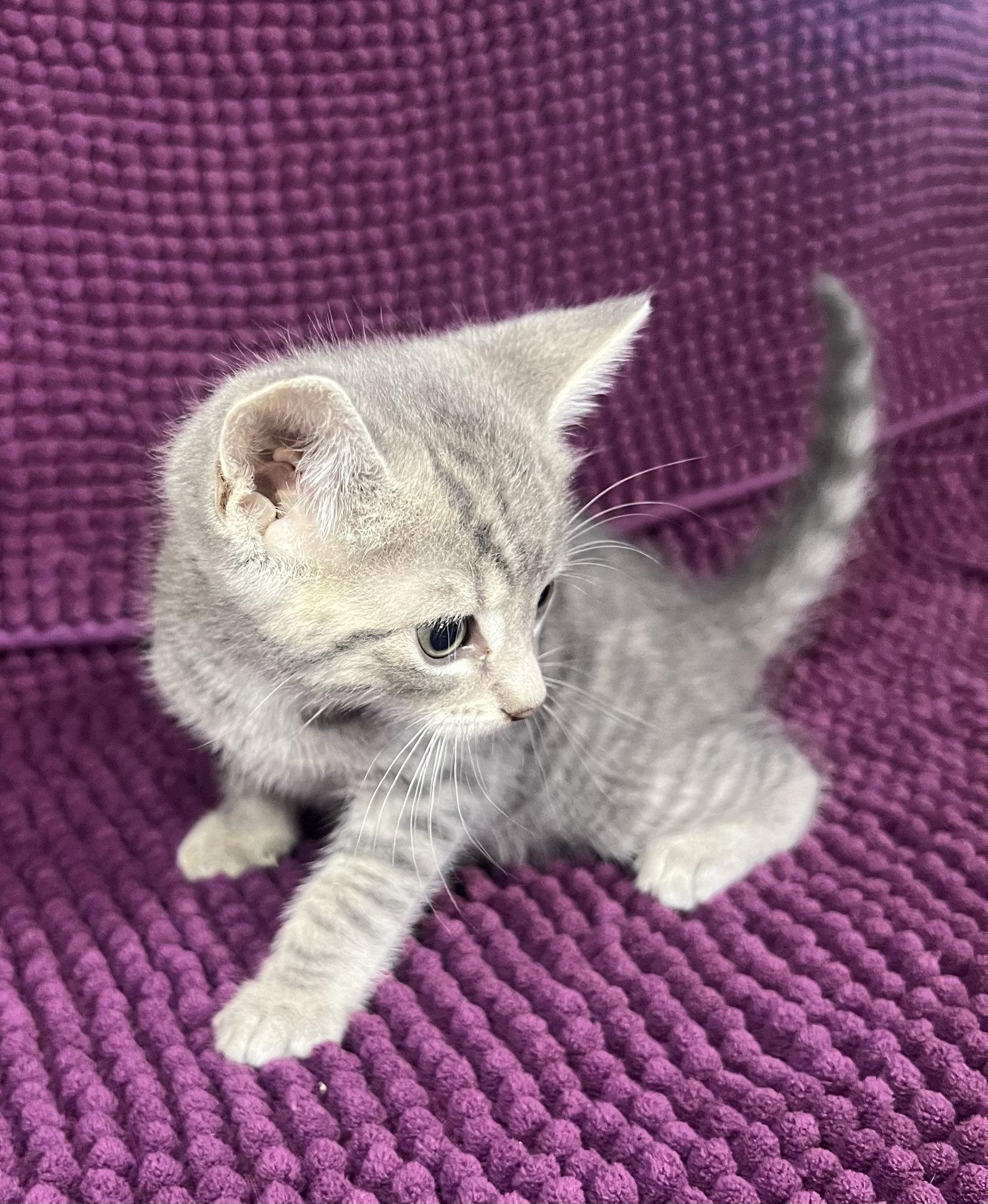 Eli, Adoptable, Kitten Male Domestic Short Hair.