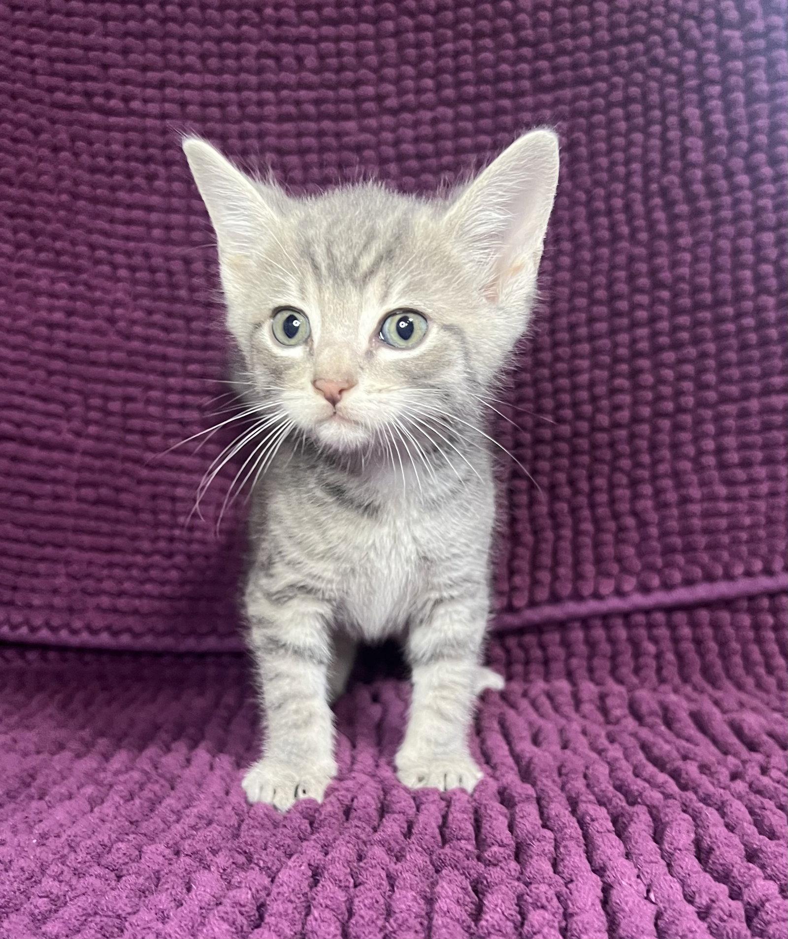 Eli, a Adoptable Domestic Short Hair in Hammond, LA image 2/2