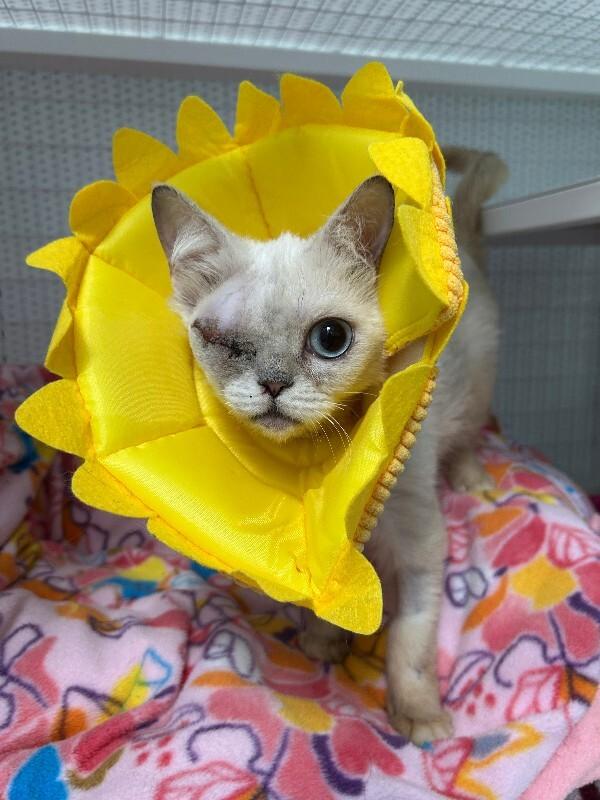 Enlarge Lyla, a Adoptable Persian in Diamond Springs, CA image 1/3