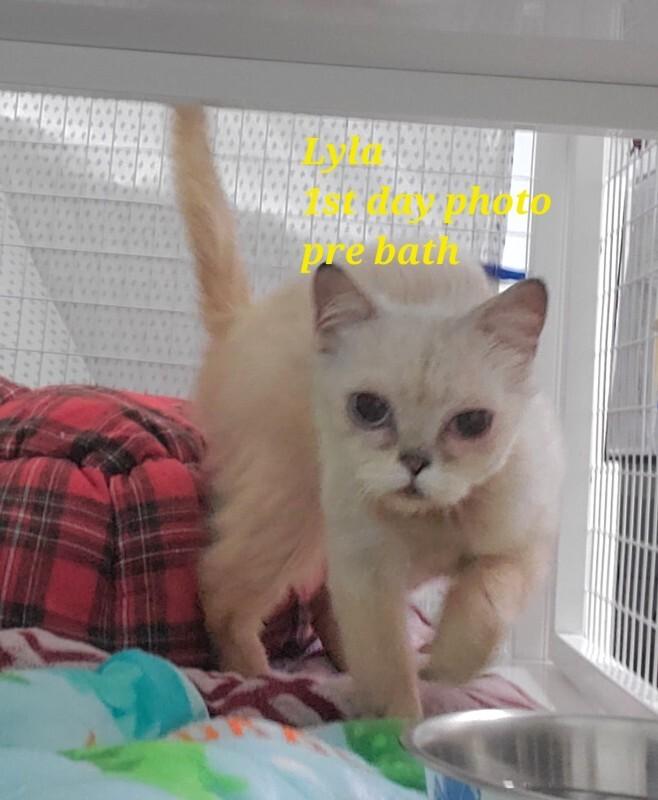 Enlarge Lyla, a Adoptable Persian in Diamond Springs, CA image 2/3