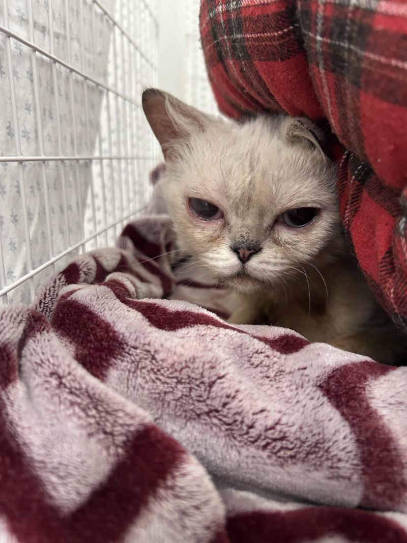 Enlarge Lyla, a Adoptable Persian in Diamond Springs, CA image 3/3