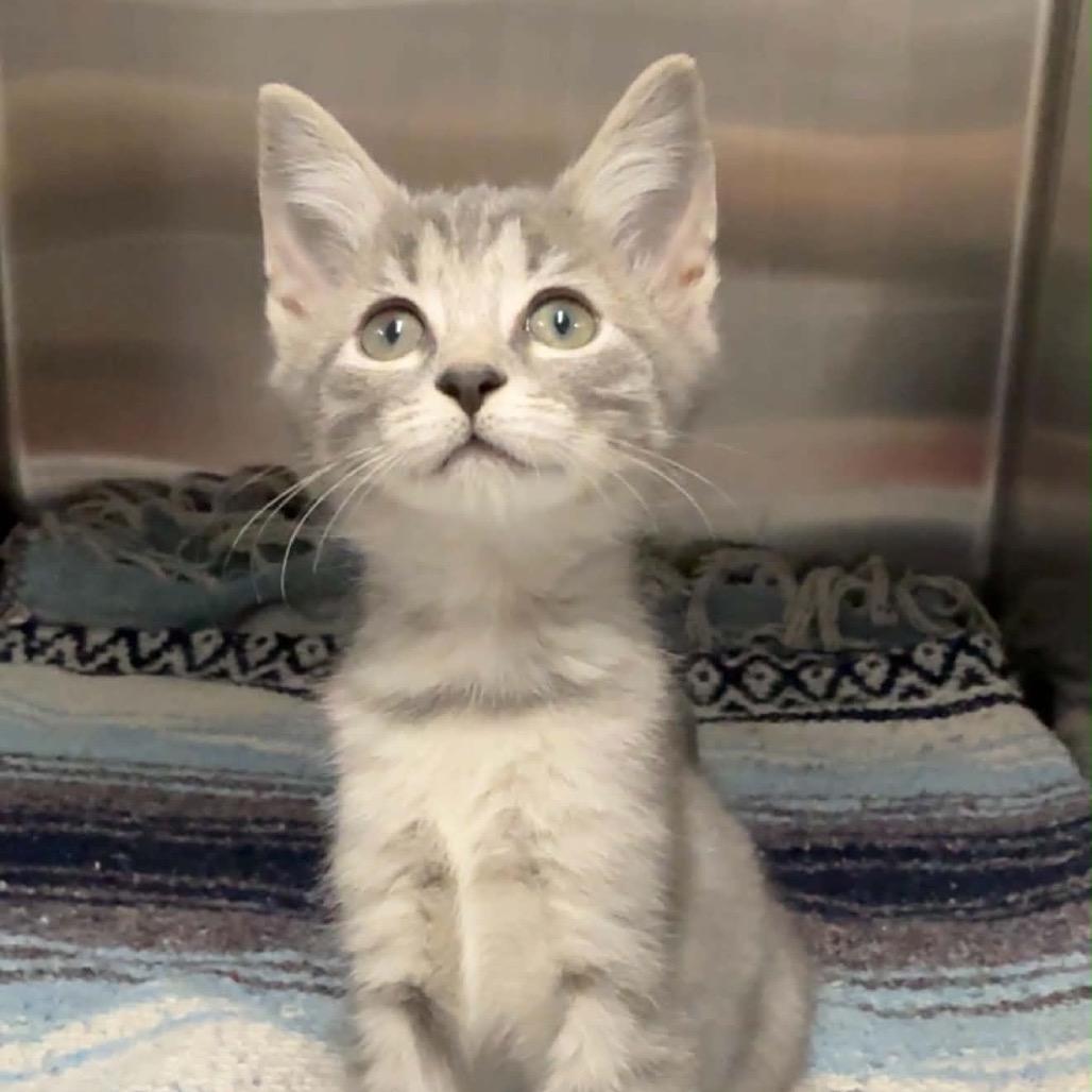 Jet, Adoptable, Kitten Male Domestic Short Hair.