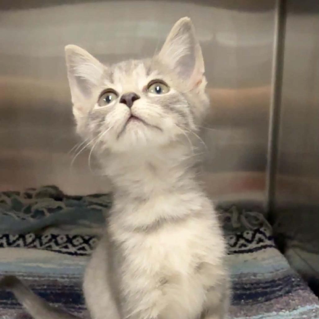 Enlarge Jet, a Adoptable Domestic Short Hair in Walnut Cove, NC image 2/2