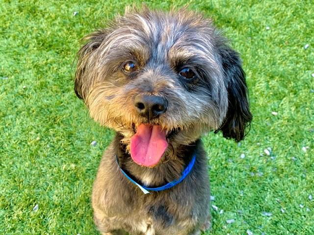 SAVE ME PLEASE Stellar IDA551470, adopted, Adult Male Terrier.