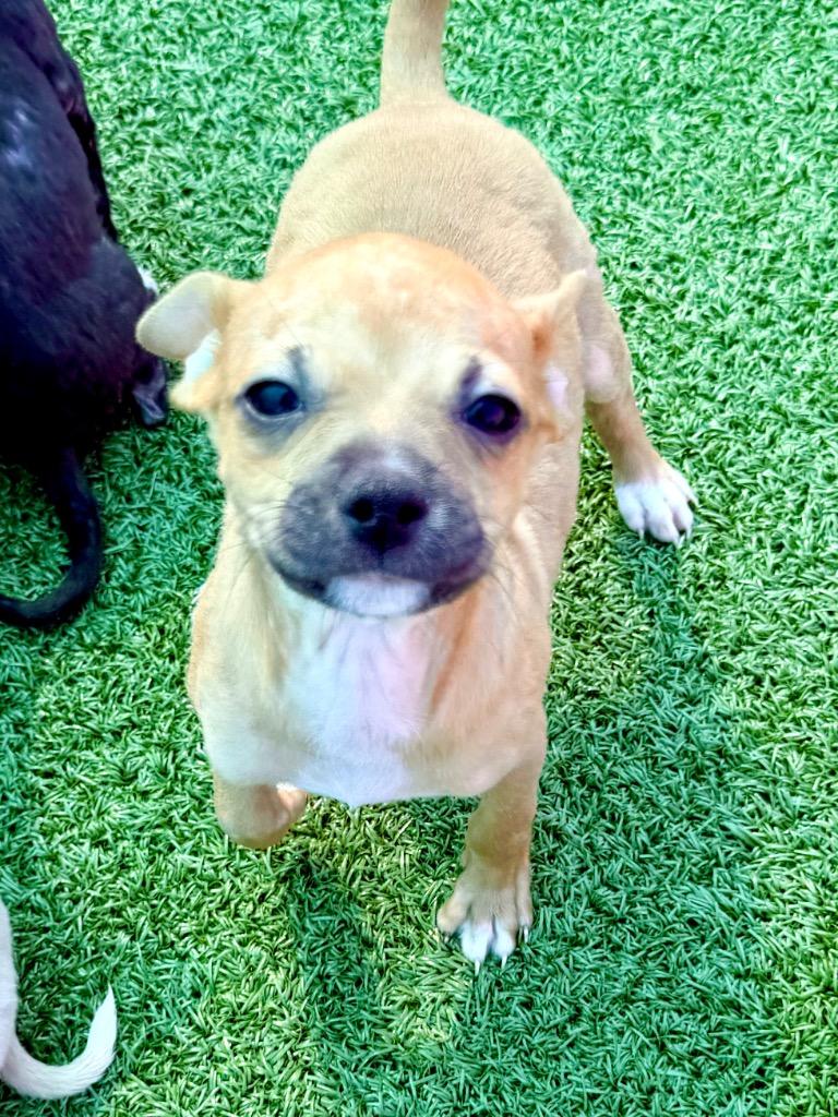 Case, Adoptable, Puppy Male Chihuahua.