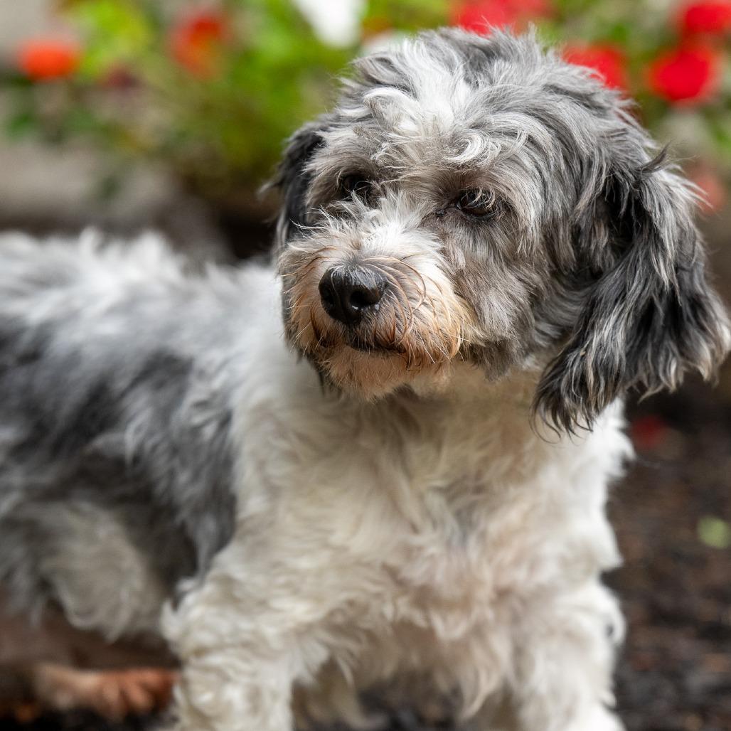 Bess, Adoptable, Senior Female Havanese.