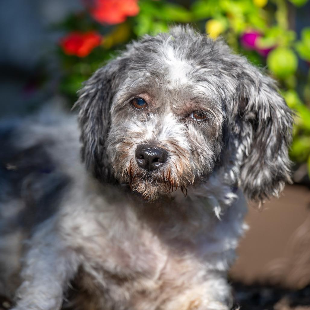 Enlarge Bess, a Adoptable Havanese in Chester Springs, PA image 2/4