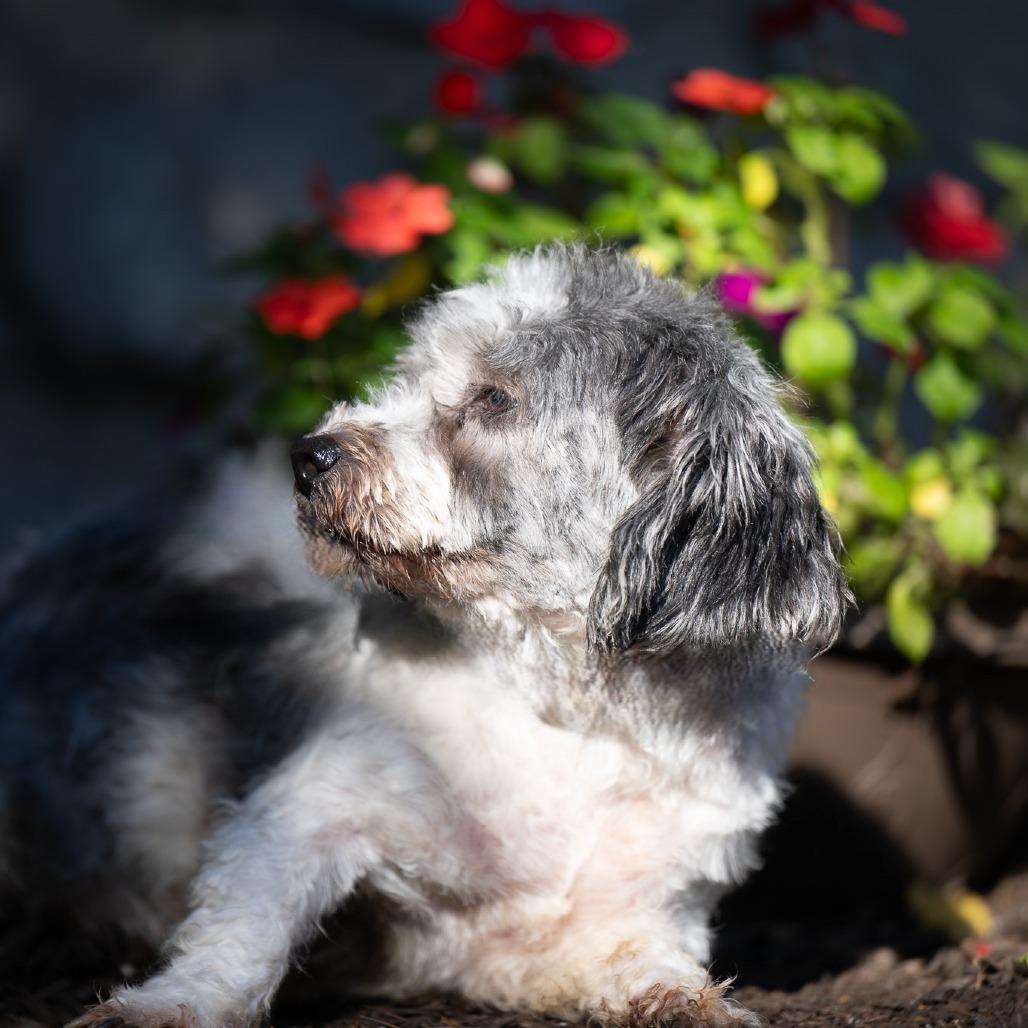 Enlarge Bess, a Adoptable Havanese in Chester Springs, PA image 3/4