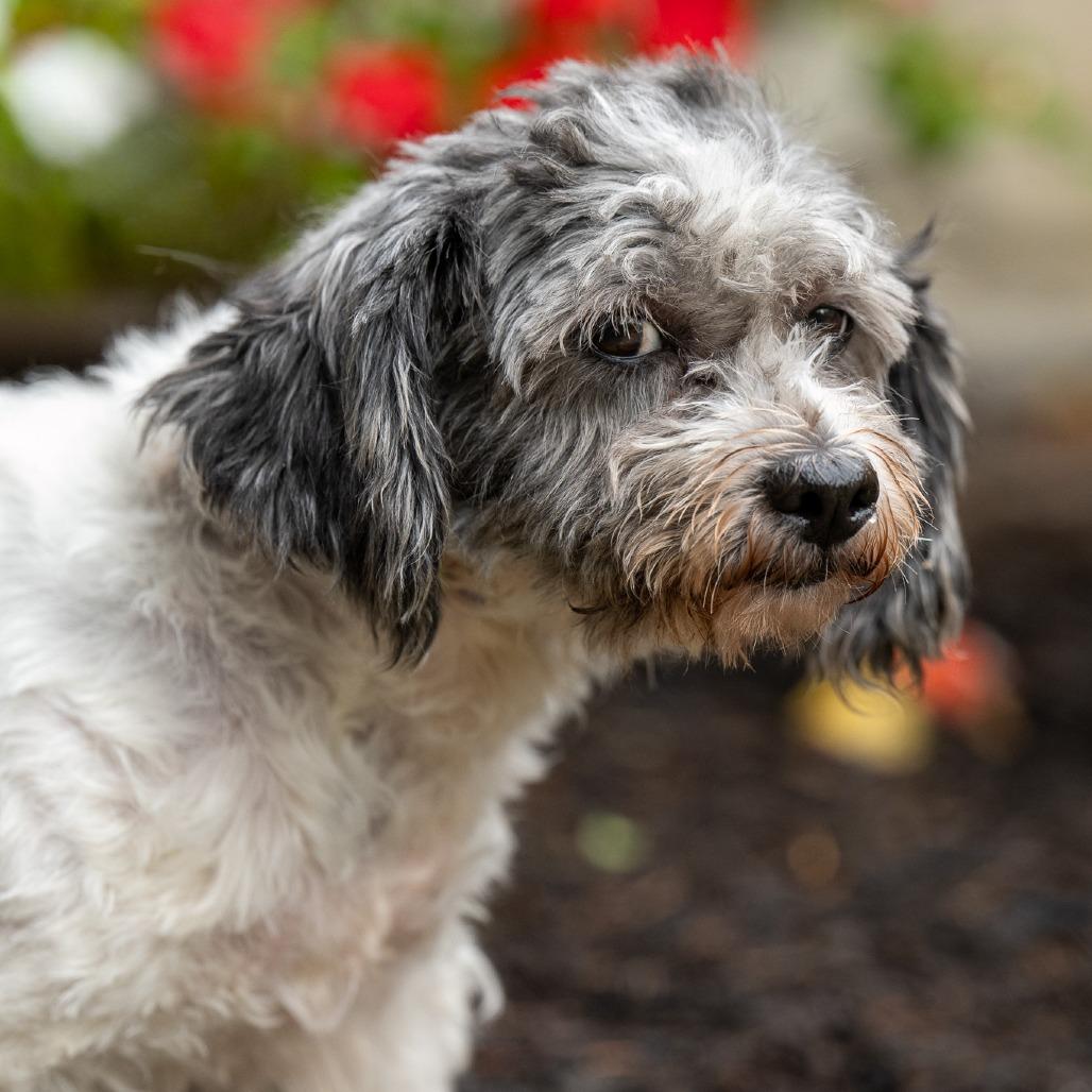 Enlarge Bess, a Adoptable Havanese in Chester Springs, PA image 4/4