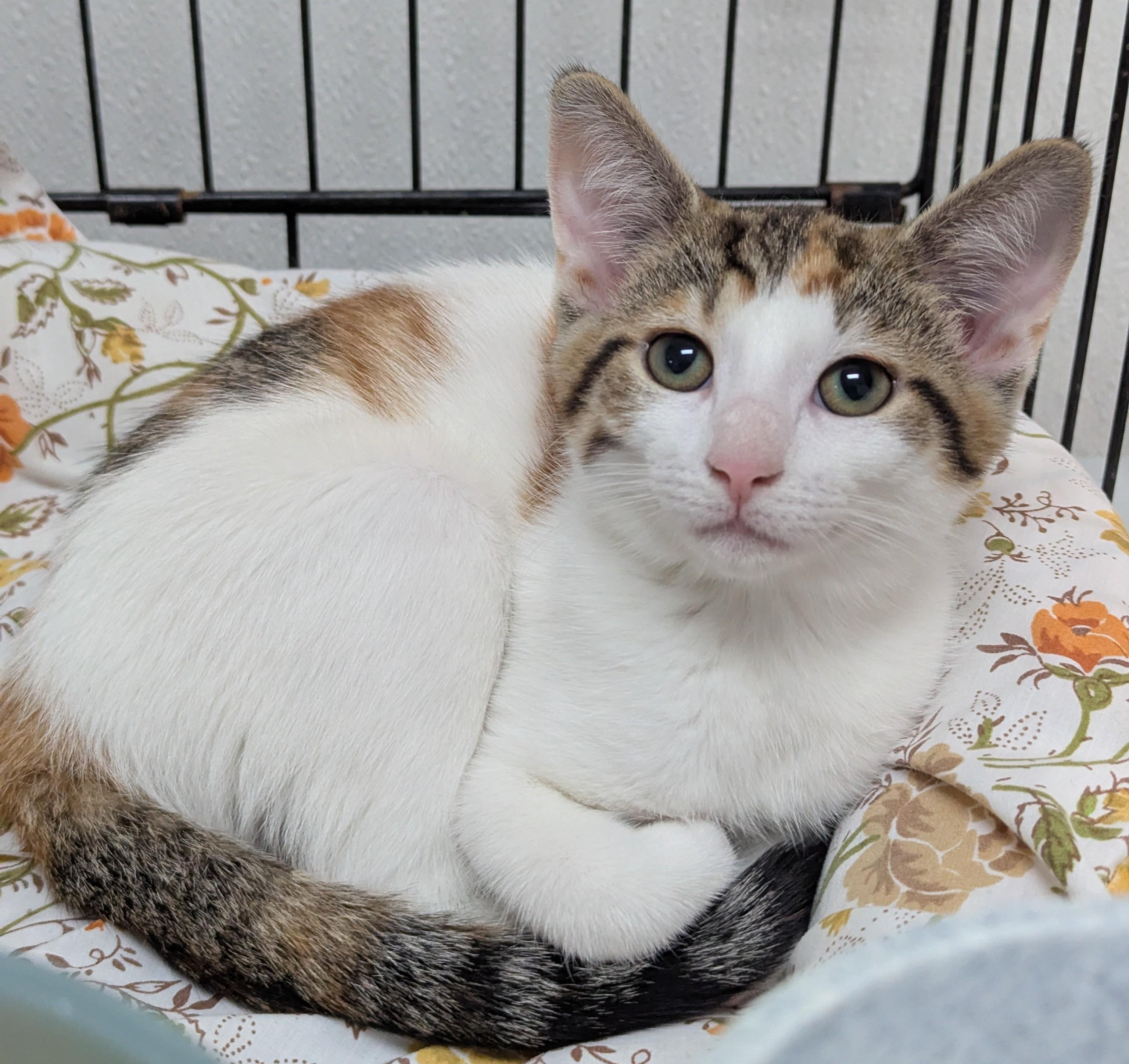 Enlarge Gladys, a Adoptable Domestic Short Hair in Decatur, IL image 2/3