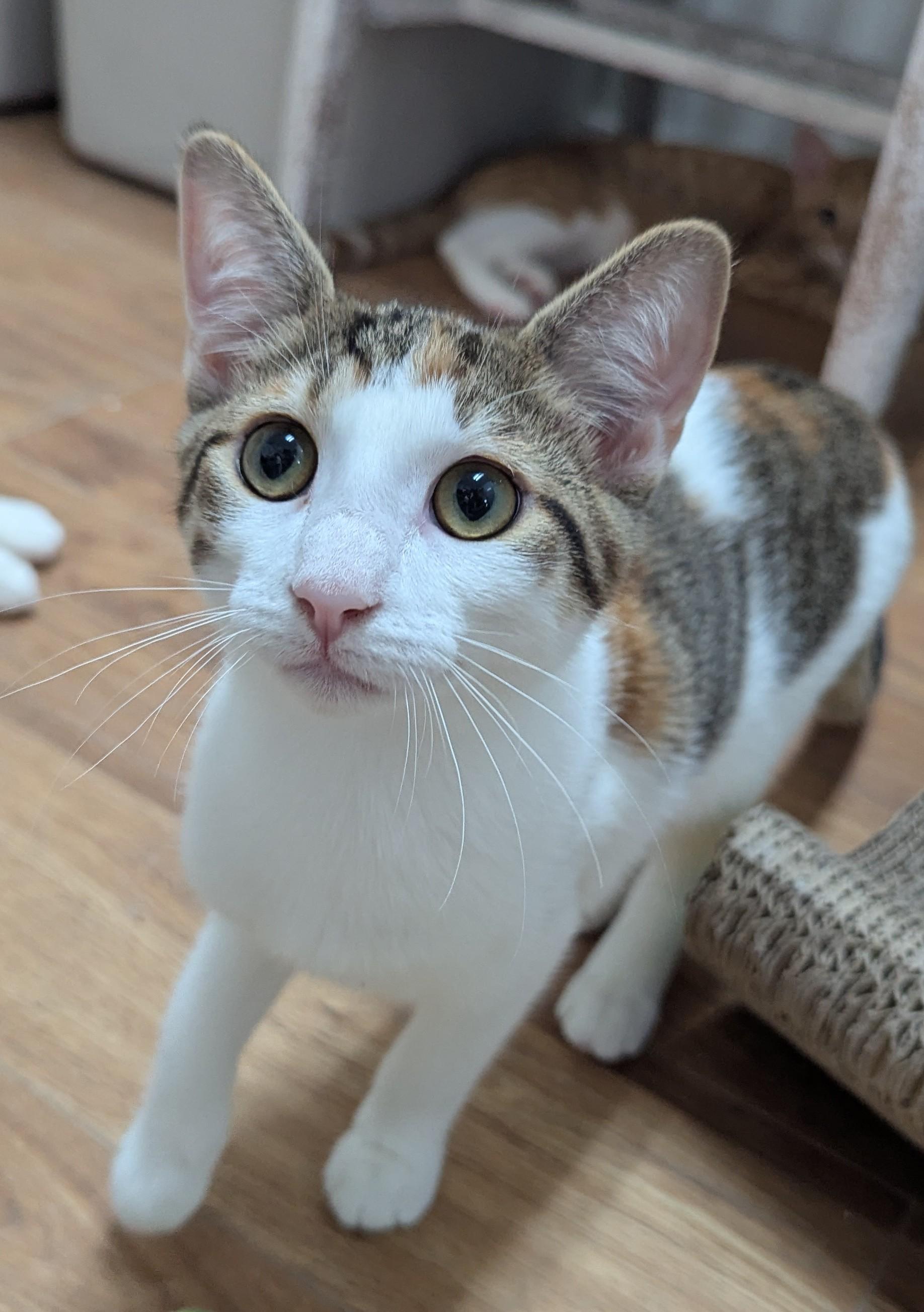 Enlarge Gladys, a Adoptable Domestic Short Hair in Decatur, IL image 1/3