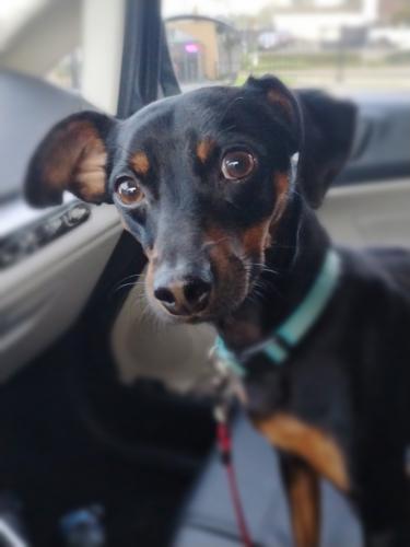 Ram-Beau, Adoptable, Adult Male Miniature Pinscher.
