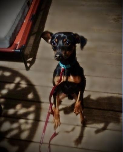 Ram-Beau, a Adoptable Miniature Pinscher in Pittsburg, CA image 2/3