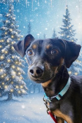 Ram-Beau, a Adoptable Miniature Pinscher in Pittsburg, CA image 3/3