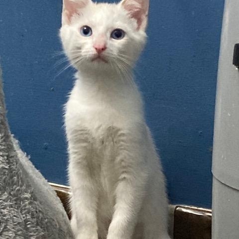 PA - Kimba, Adoptable, Young Male Siamese.