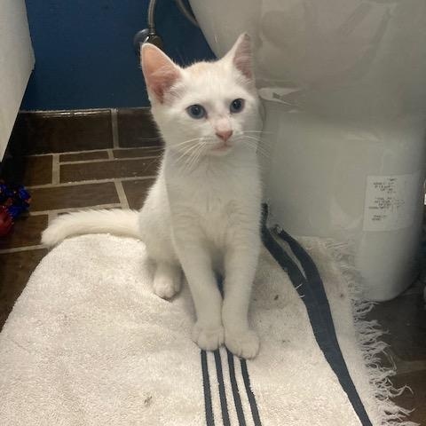 Enlarge PA - Kimba, a Adoptable mixed breed in Norristown, PA image 2/4