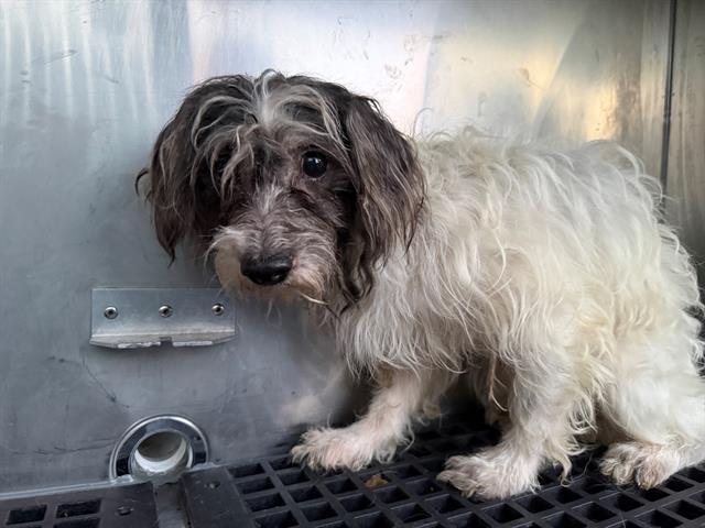 TOOTS, Adoptable, Adult Male Terrier & Mixed Breed.