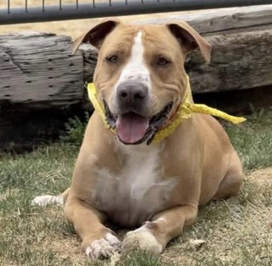 Allen, ADOPTABLE, Adult Male American Staffordshire Terrier.