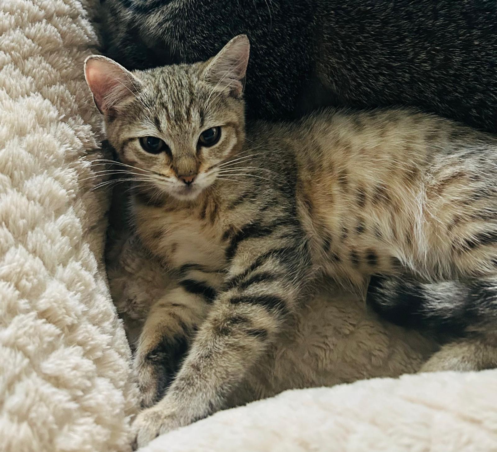 Enlarge Lemonade, a ADOPTABLE Domestic Short Hair in Miami Beach, FL image 2/5