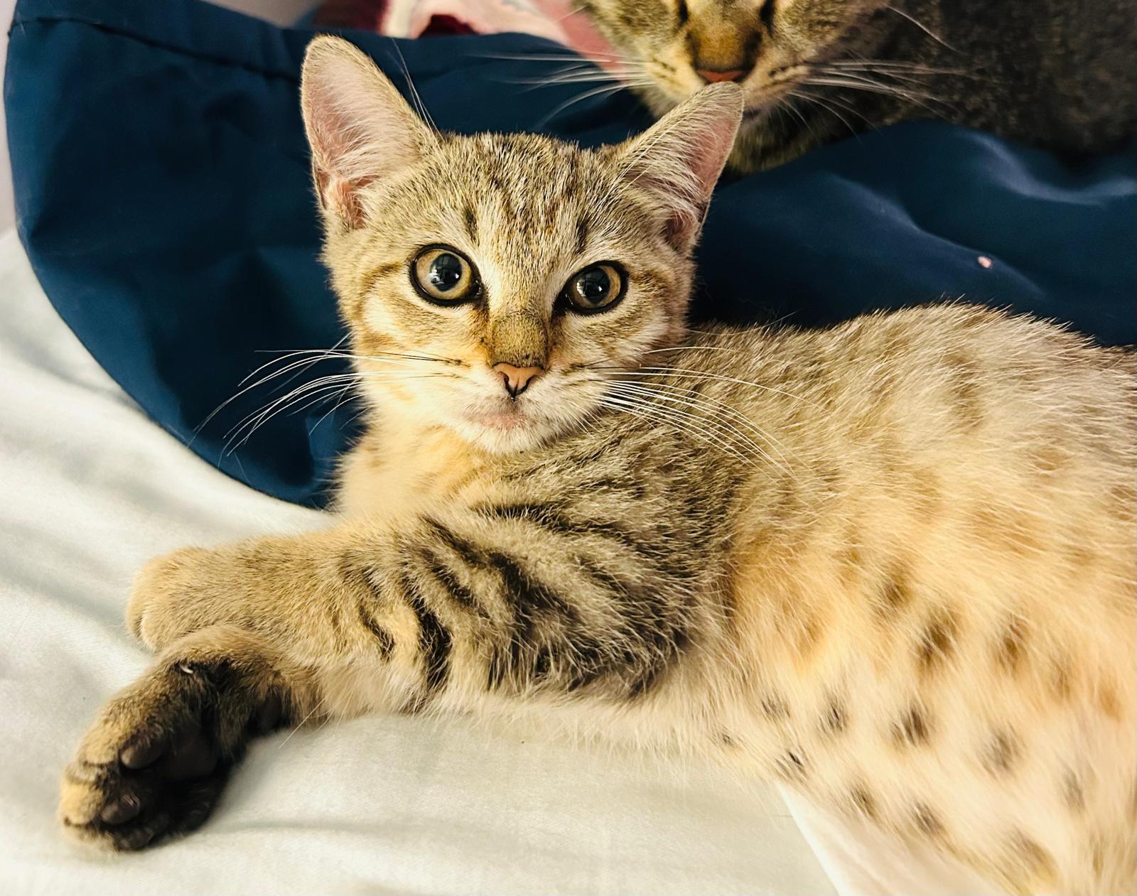 Lemonade, ADOPTABLE, Kitten Female Domestic Short Hair.