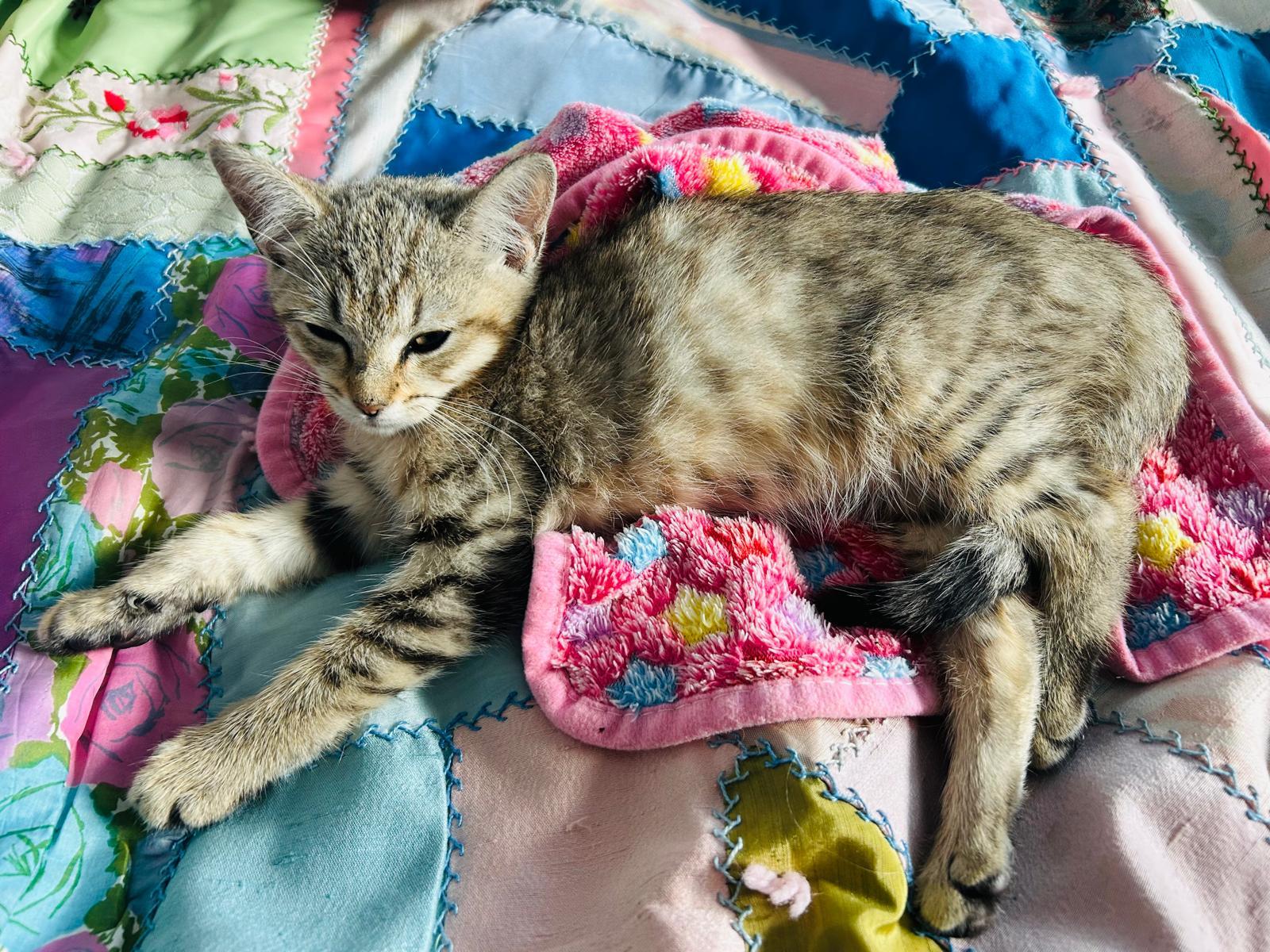 Enlarge Lemonade, a ADOPTABLE Domestic Short Hair in Miami Beach, FL image 4/5