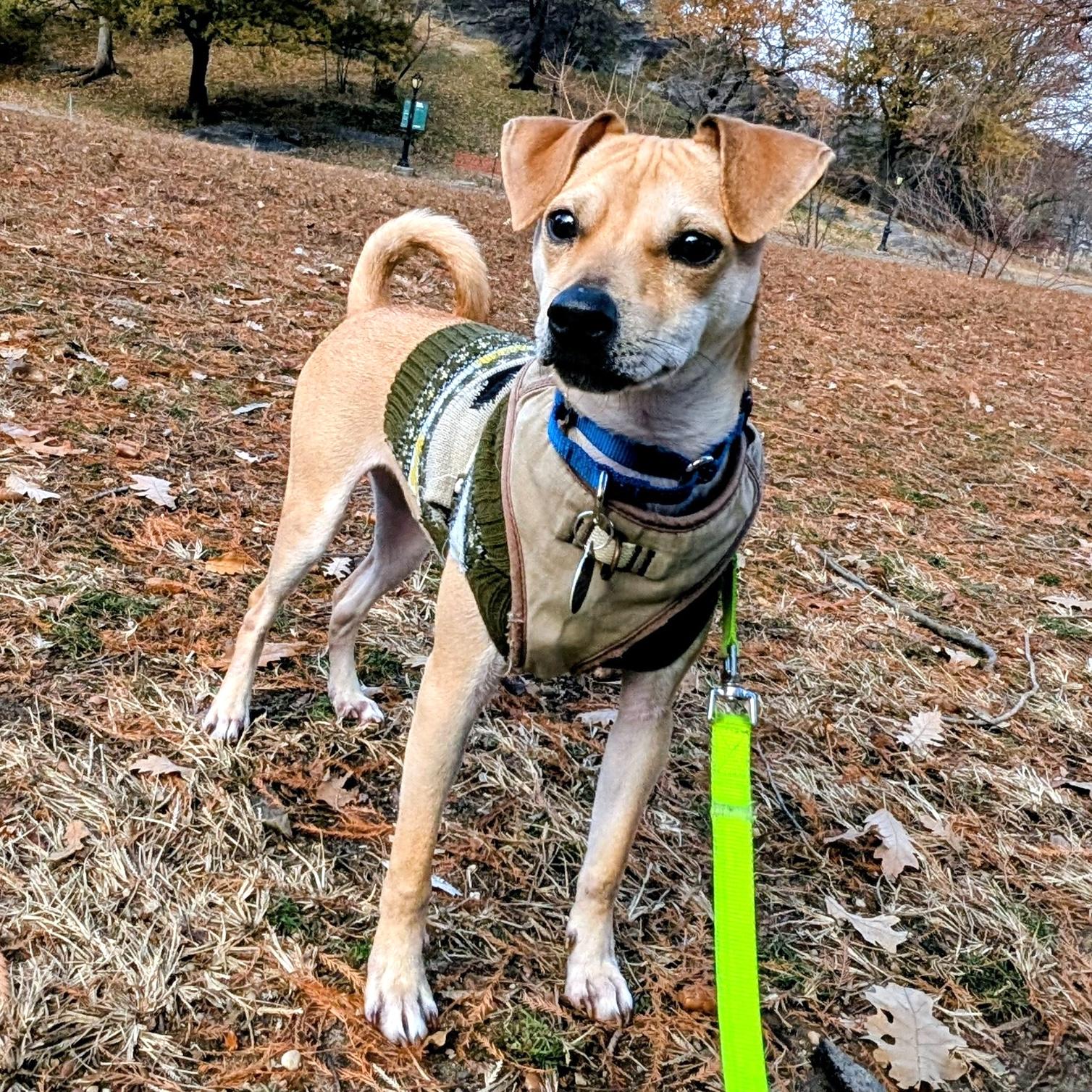 Enlarge Mickey, a Adoptable mixed breed in Brooklyn, NY image 1/5