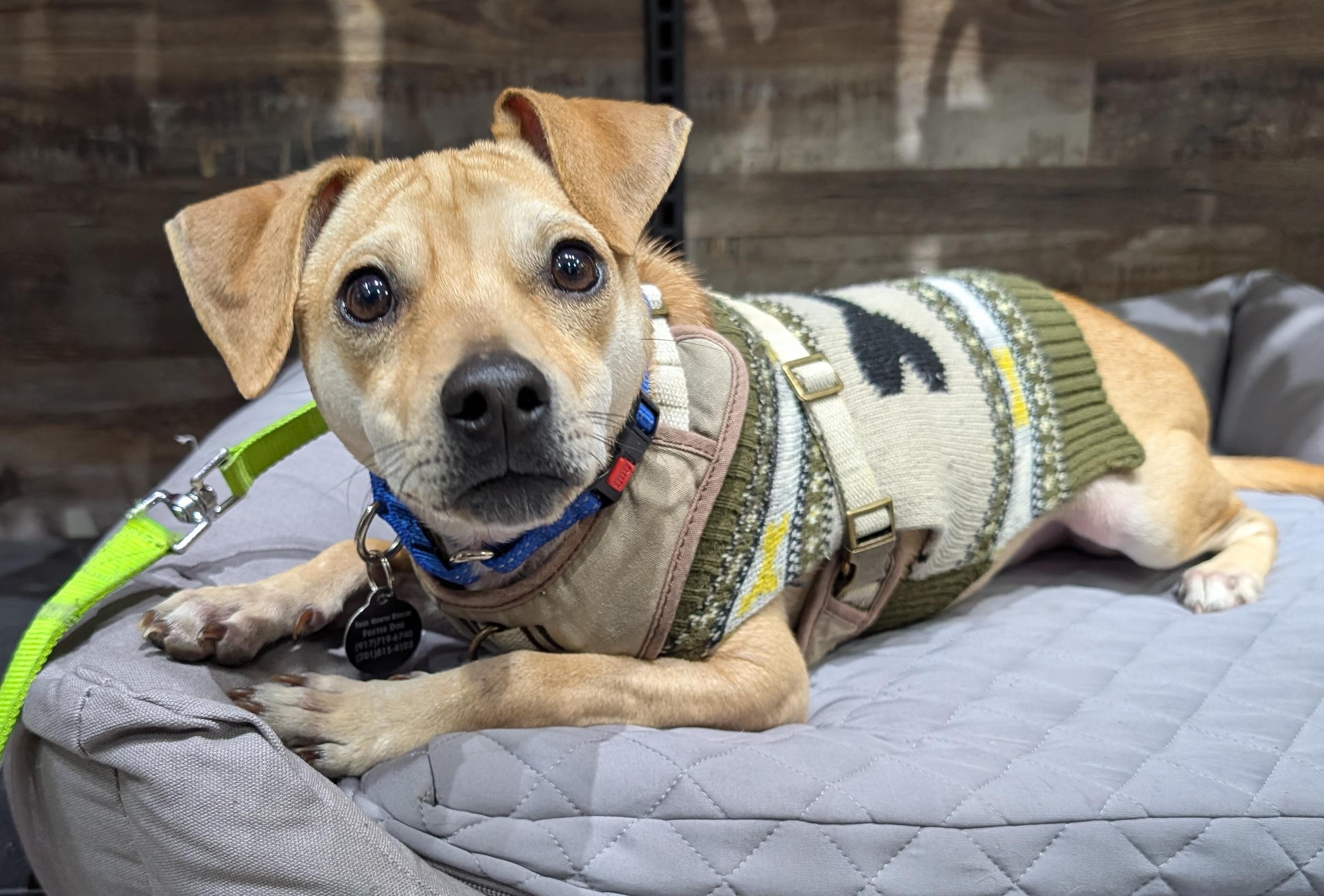 Enlarge Mickey, a Adoptable mixed breed in Brooklyn, NY image 2/5