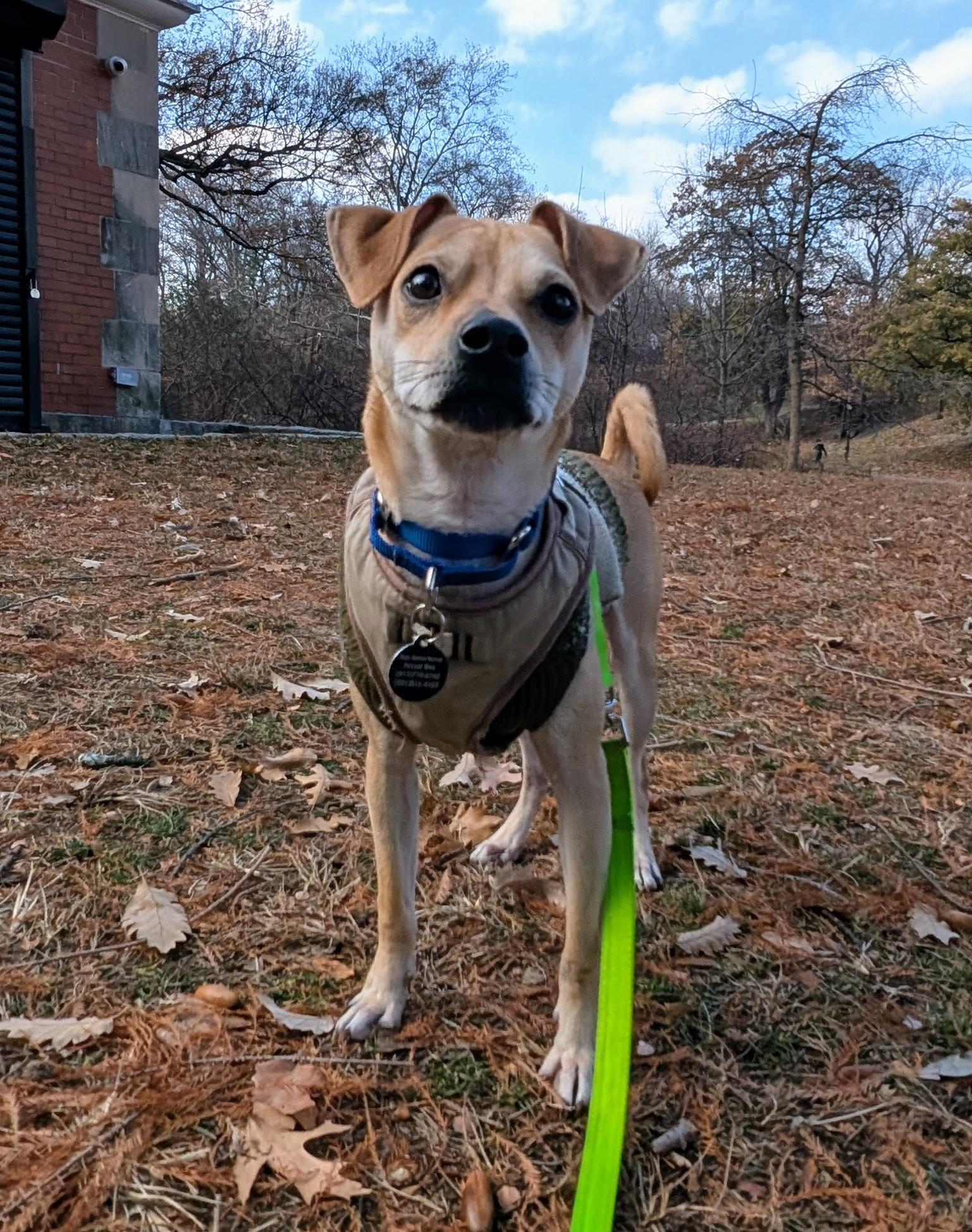 Enlarge Mickey, a Adoptable mixed breed in Brooklyn, NY image 3/5