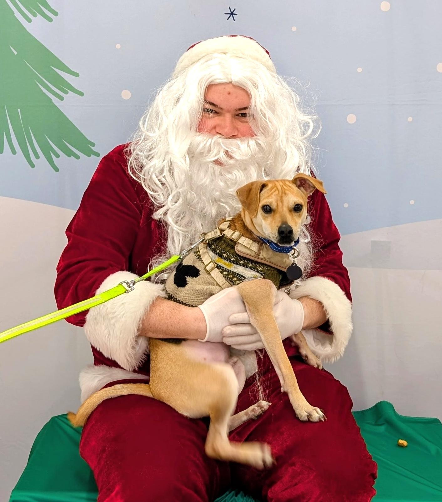 Enlarge Mickey, a Adoptable mixed breed in Brooklyn, NY image 4/5