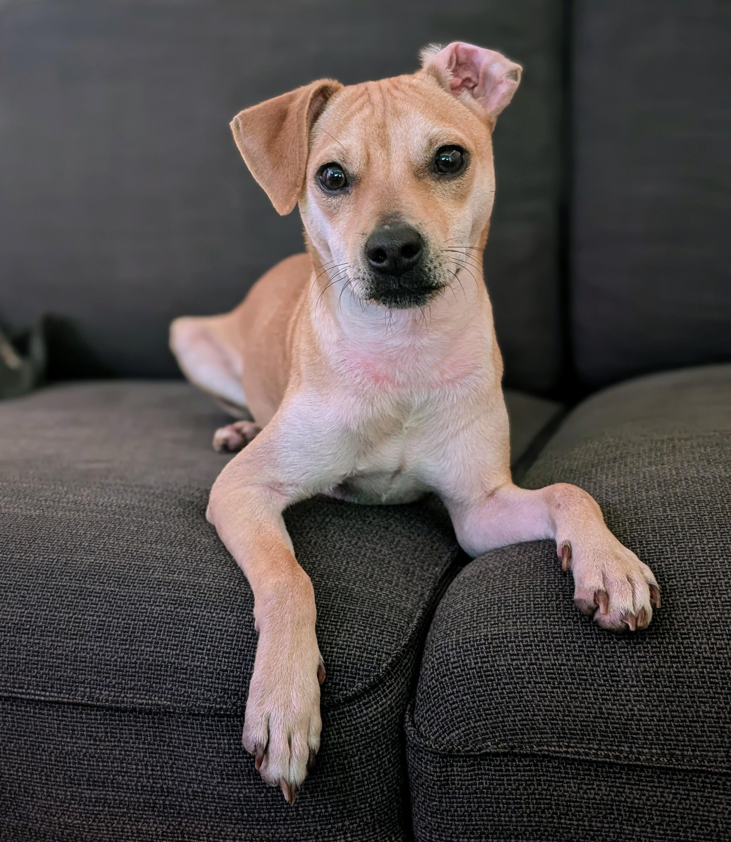 Enlarge Mickey, a Adoptable mixed breed in Brooklyn, NY image 5/5