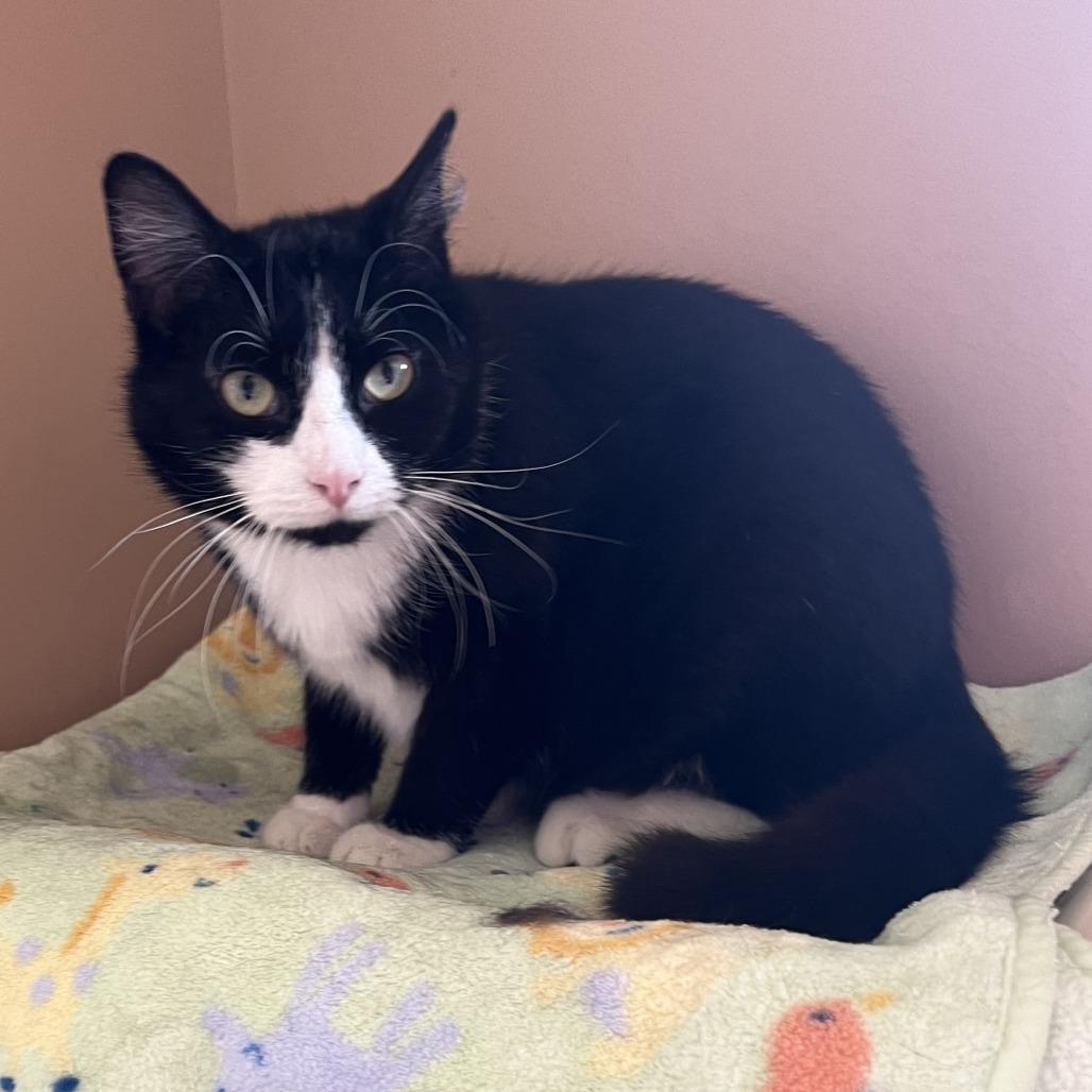 Buddy, Adoptable, Young Male Domestic Short Hair.