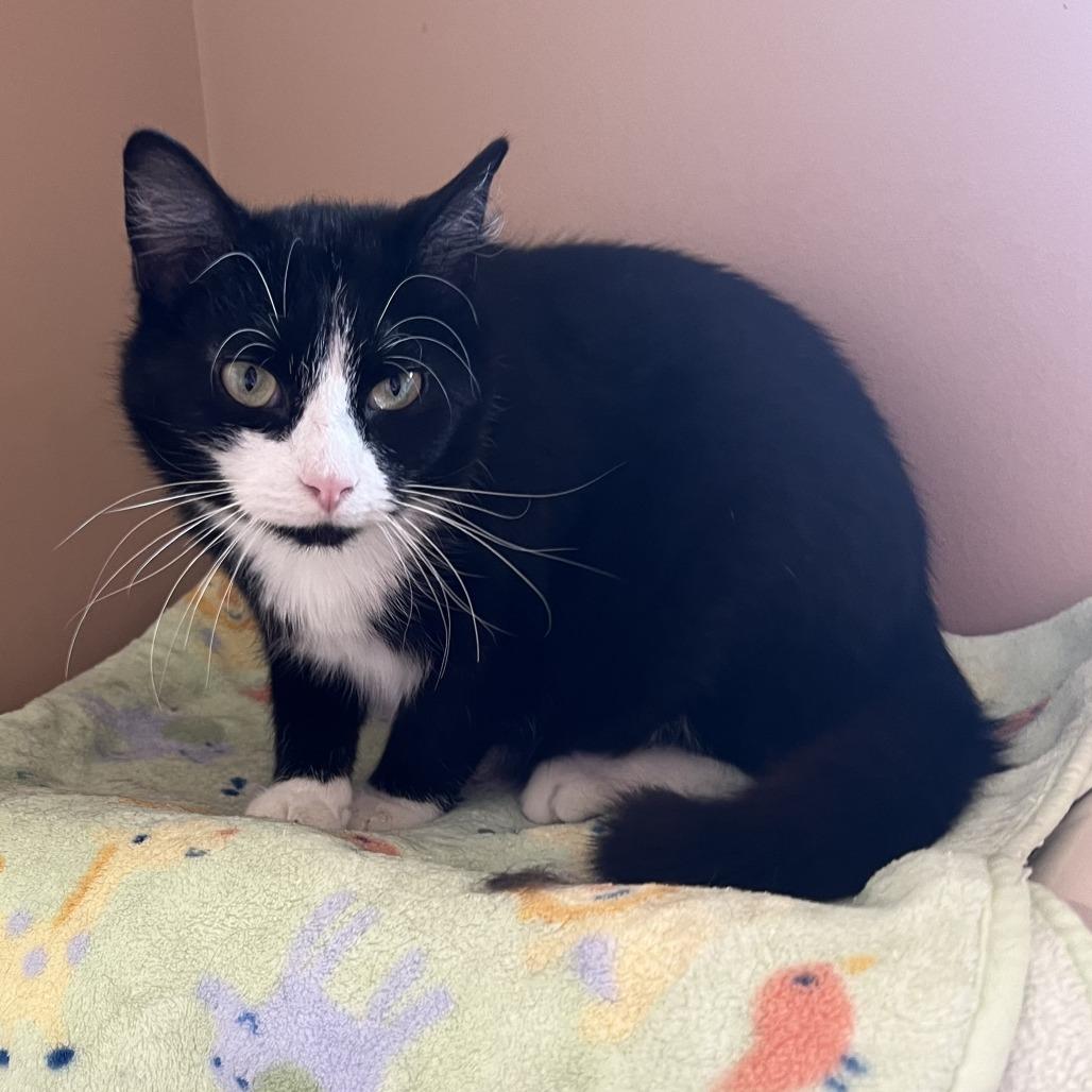 Enlarge Buddy, a Adoptable Domestic Short Hair in Wadena, MN image 2/3