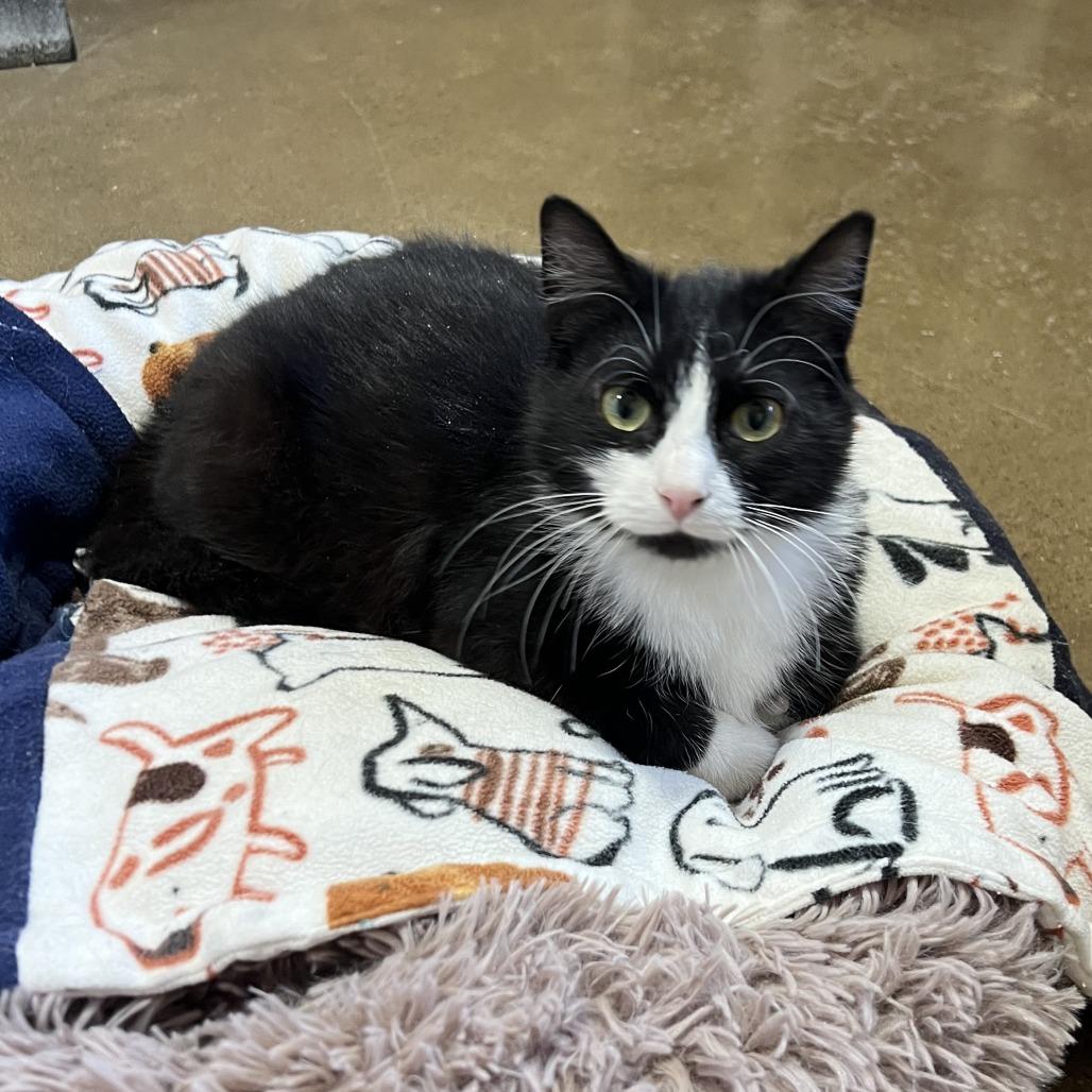 Enlarge Buddy, a Adoptable Domestic Short Hair in Wadena, MN image 3/5