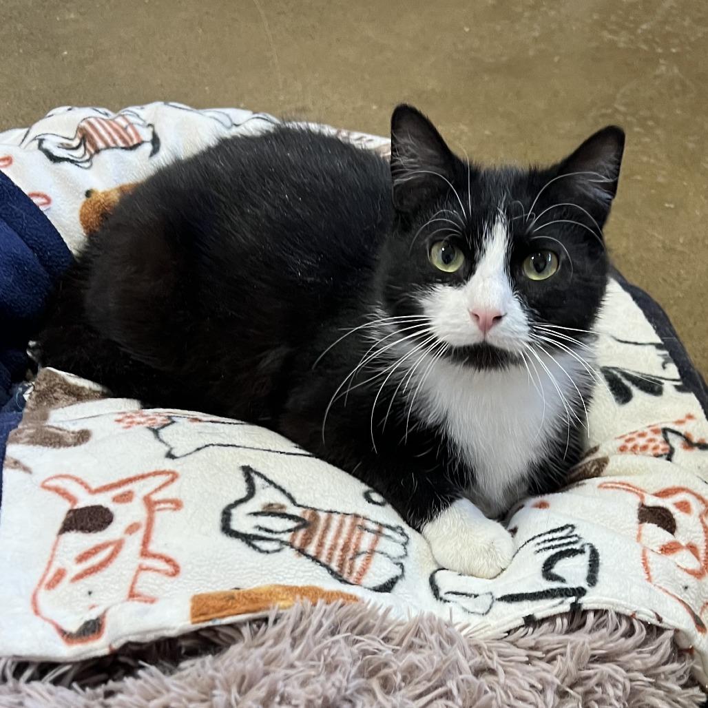 Enlarge Buddy, a Adoptable Domestic Short Hair in Wadena, MN image 4/5
